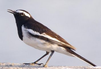 Bergeronnette: oiseaux migrateurs ou non? Nous saurons à coup sûr!