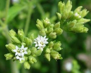 Stevia: recensioni, foto e storia del miele di erba