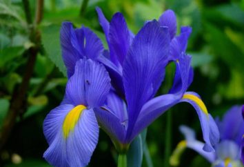 Dutch Iris bulboso: plantio e manutenção, características e comentários
