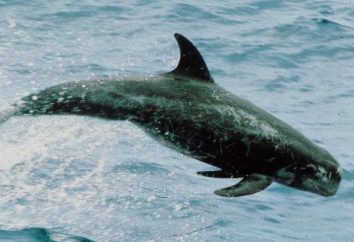 delfín gris: especie en particular