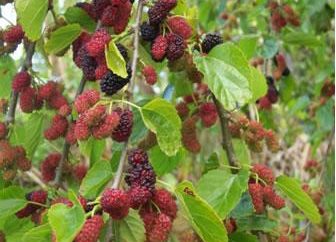 The Mulberry jest przydatna dla zdrowia?