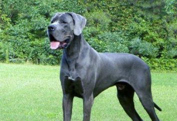 cão azul – cão real cor