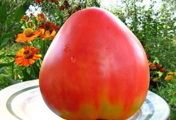 POP (pomidor) opis, uprawy i sadzenie sadzonek