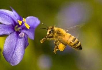 Miel herbe abeille. La plupart des plantes de miel