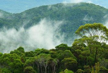 El valor del bosque para el hombre moderno. Las causas de la deforestación