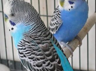 Che per alimentare pappagallini: Consigli per principianti
