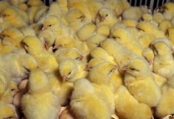 Agricultura doméstica: cómo alimentar a los pollos de engorde