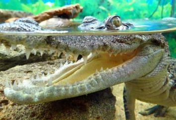 Krokodilyarium a Yalta – il meraviglioso mondo dei rettili. Recensioni e foto dei turisti