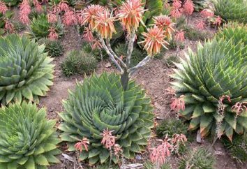 Aloe-Arten. Heimat Pflanzen