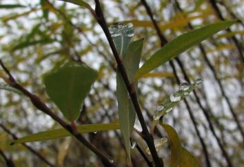 Salix purpurea w medycynie i ogrodnictwa