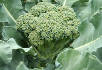 Jak rosną brokuły w ogrodzie: podstawowe zasady i niuanse