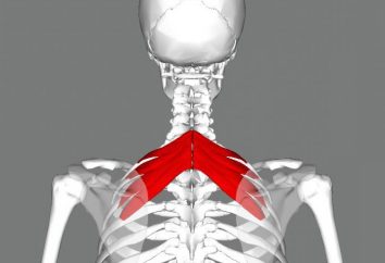Los músculos principales: músculo serrato posterior superior