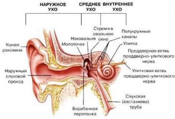 Anatomia: struttura e funzione dell'analizzatore uditivo