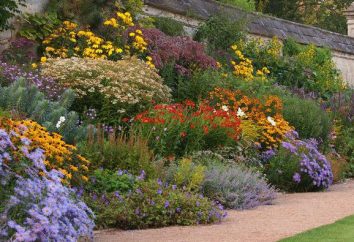 fiori perenni poco impegnativo per il giardino (foto)