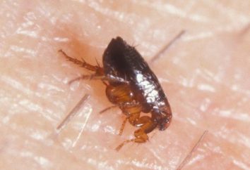 Las pulgas en la casa: ¿por qué y por qué? Imprimir las pulgas en el apartamento – un pedazo de pastel!