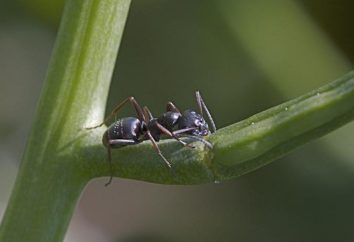 Lazius Níger: descripción y jardín de estilo de vida de las hormigas