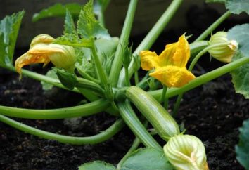 Upraw ogrodniczych cukinia – sadzenie i pielęgnacja