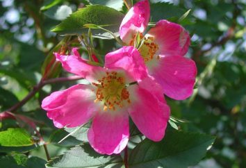 Commander des rosacées: fleur, formule