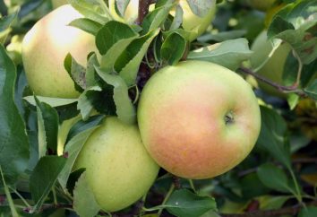 Maravillosa manzano: ubicación, comentarios, fotos. Un árbol maravilloso enana manzana