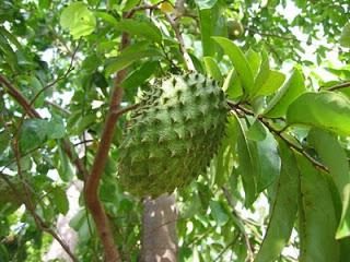 fruta de guanábana: toda la verdad sobre lo exótico