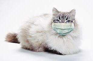 Krankheiten Haustiere: eine Katze kaltsiviroz