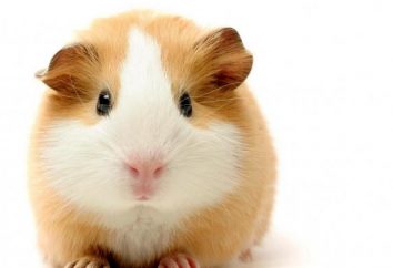 Comment déterminer le sexe du hamster toute race?