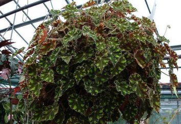 Begonia tigre: la cura e l'allevamento