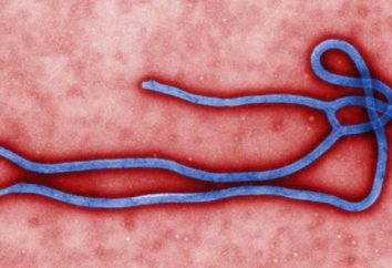 Zapobieganie Ebola. Ebola: objawy, leczenie