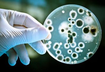 Las bacterias: una forma de comer, características estructurales, hábitat