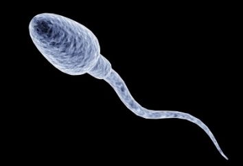 Quanti spermatozoi dal vivo, e quanti vengono rilasciati durante l'eiaculazione
