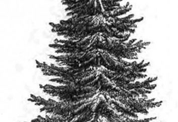 Whitewood – nossa árvore