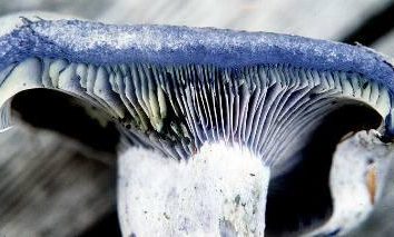 O que e por cogumelos fica azul na corte?