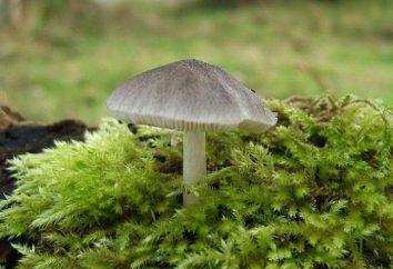 Che cosa si dovrebbe conoscere i funghi nocivi
