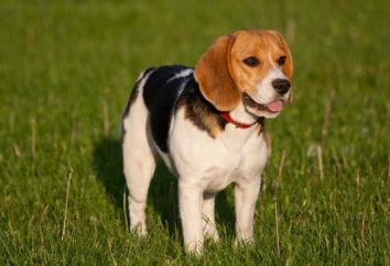 Beagle (cane). cuccioli di beagle. Beagle – cane da caccia