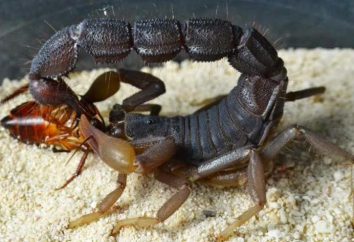 L'alimentation sur la nature et les scorpions dans terrariums