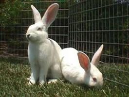 gigantes brancos (coelhos): raça e descrição de reprodução