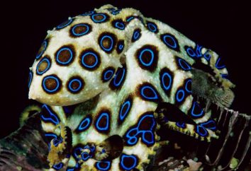 Azul-rodeado polvo: a descrição da espécie, habitat, reprodução e manutenção do aquário