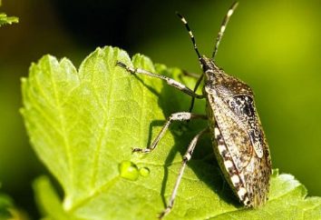 Kto jest smród beetle i dlaczego jest to tak nieprzyjemne zapachy?