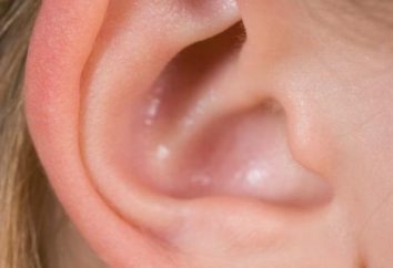 Qual è la ragione di cui orecchie?