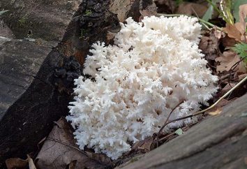 Coral grzyby – dieta i bardzo przydatne delikatność