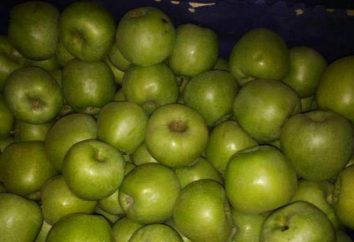Jabłka miód: opis, klasa, zwłaszcza pielęgnacja i uprawa