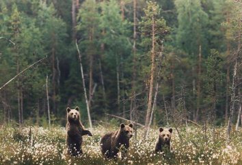 Foresta Anima: immagini mozzafiato di un giovane fotografo dalla Finlandia