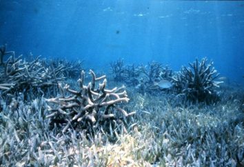 Coral Calcium – panacea o no?
