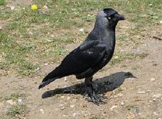 Jackdaw es un pájaro útil