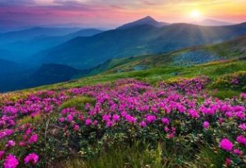 Flores de la montaña: los nombres y características