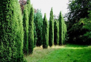 Juniperus Hibernica: Pflanzenmerkmale, Pflegevorschriften