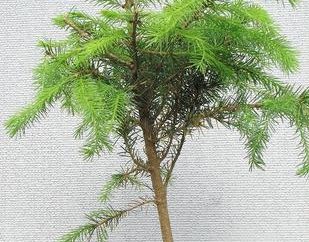 drzewo iglaste, które mogą rosnąć w domu – Cypress