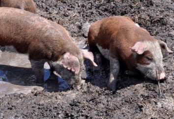 "Świnia gęsia nie jest towarzyszem": znaczenie frazeologii