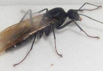 Fliegende Ameisen: ein Flug auf den Flügeln der Liebe