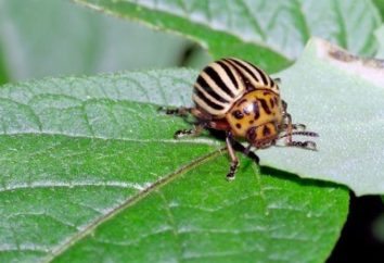 escarabajo de la patata, la lucha contra ella: la vida del jardinero